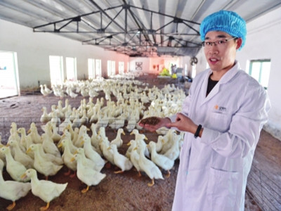 生态发酵床养出健康北京鸭（图）
