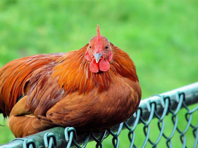 生态“绿鸡”下出“金蛋”（图）