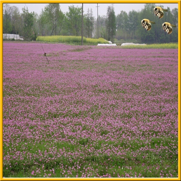 批发供应纯洋槐蜂蜜 荆条蜂蜜 椴树蜜 紫云英蜂蜜 枣花蜂蜜