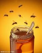 求购蜂蜜