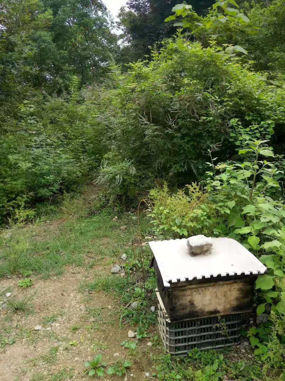 供应贵州深山中蜂，蜂蜜出售