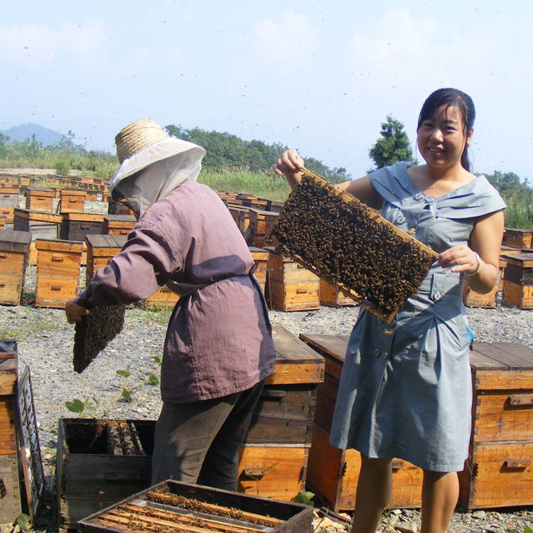 厂家直销 怀化成熟蜜五倍子花蜂蜜 特产洋槐花蜂蜜 怀化巢蜜