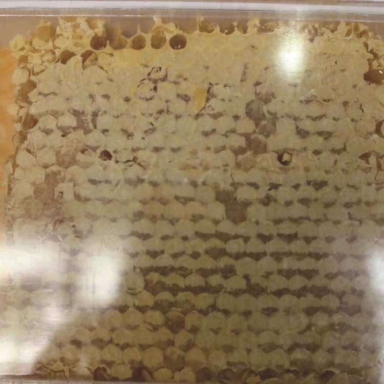 新疆天山特产黑蜂蜂巢蜜 农家自产封盖百花巢蜜产地货源现货批发