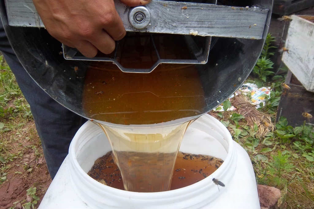 求购2026年新鲜柑橘蜂蜜,蜂场直销天然柑橘花蜂蜜