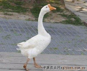 供应扬州大白鹅