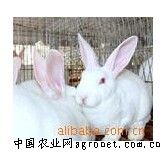 供应比利时种兔