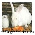供应新西兰獭兔