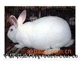 供应比利时肉兔