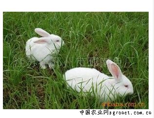 供应实验兔