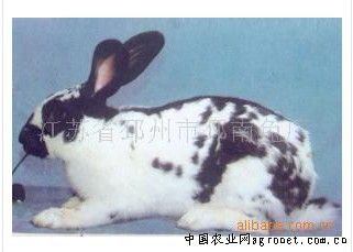 供应德国花巨兔