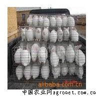供应活肉兔