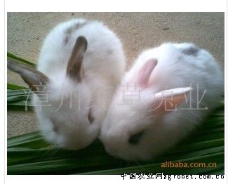 供应宠物兔（道奇兔）
