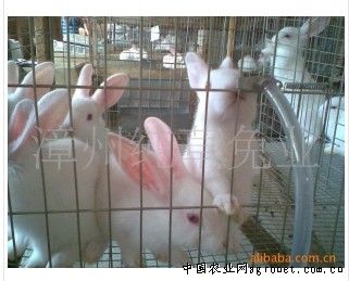 供应纯草系列（月兔）