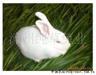 供应纯草系列（兔肉）