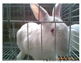 供应商品兔（菜兔）