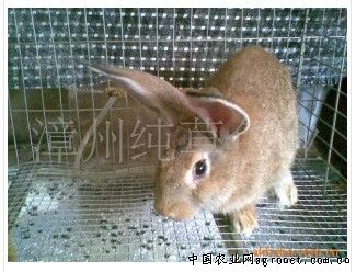 供应商品兔（活兔）