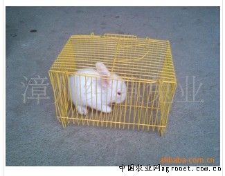 供应宠物系列（小白兔）