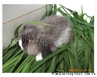 供应宠物兔 （比利时狮子兔）