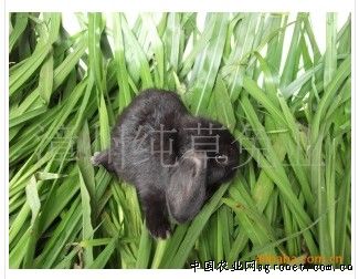 供应宠物兔（狮子兔）