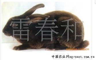 供应蓝色獭兔子