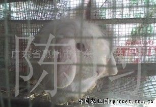供应宠物兔