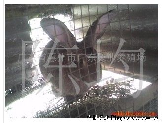 供应比利时野兔