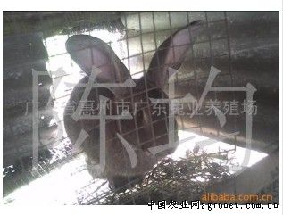 供应野兔种兔