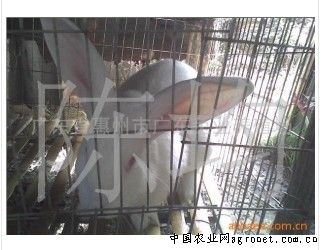 供应日本大耳兔