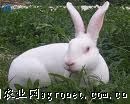 供应獭兔种兔