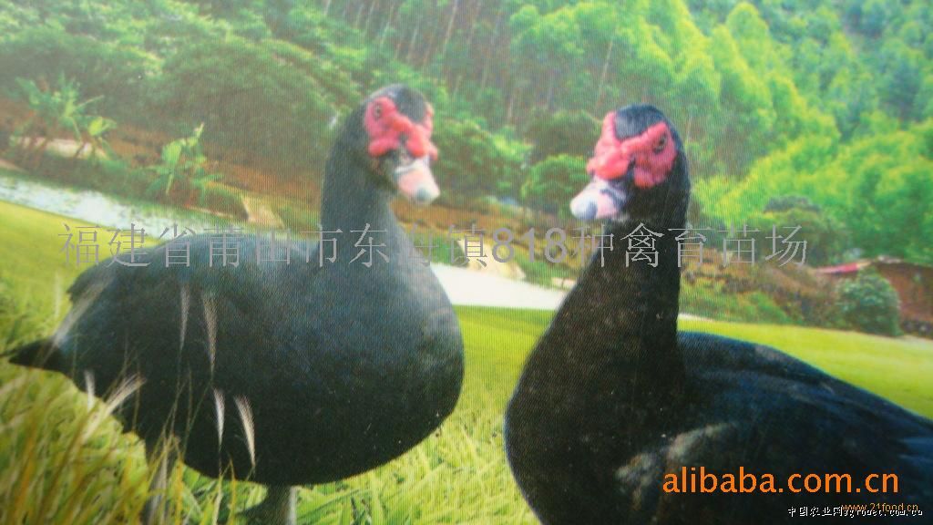 供应黑番野鸭