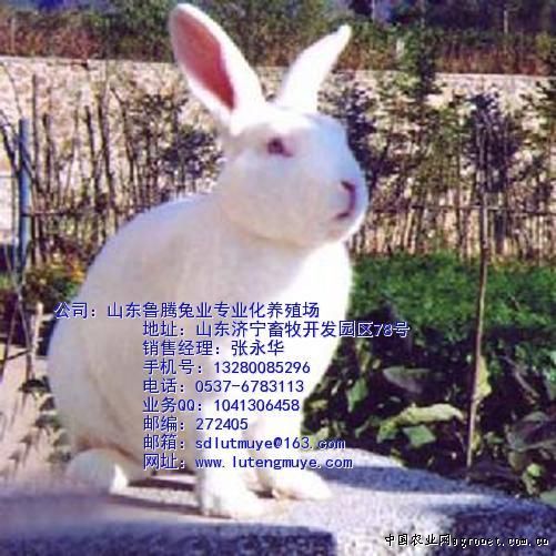 供应大量优质獭兔