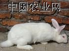 供应肉兔，种兔