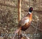 供应广东野鸡，广东野鸡苗等