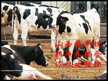 供应荷斯坦奶牛