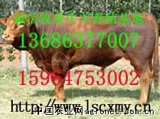 供应牛羊