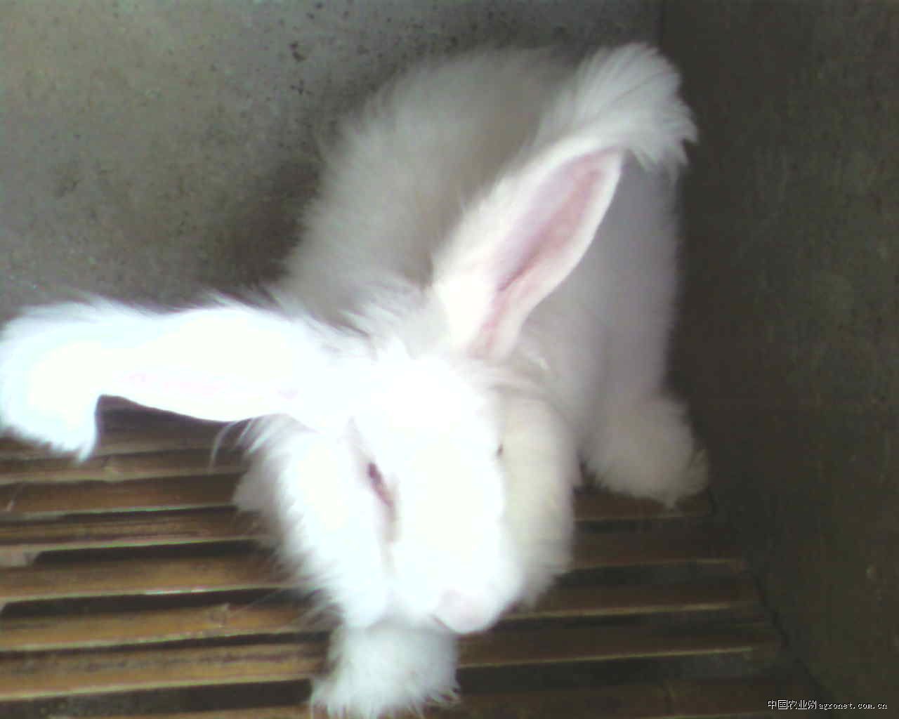 供应高产青年长毛兔