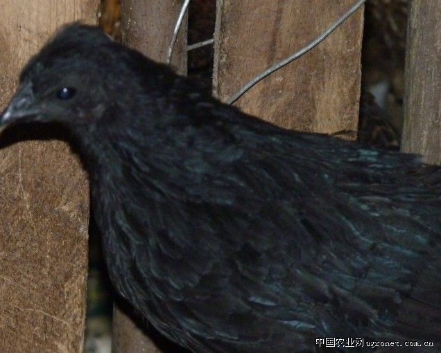 五黑乌鸡黑鸡黑凤