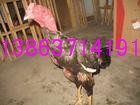 供应斗鸡