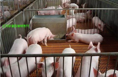 供应山东三元仔猪及生猪