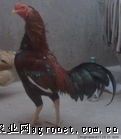 供应中原斗鸡