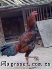 供应泰国斗鸡