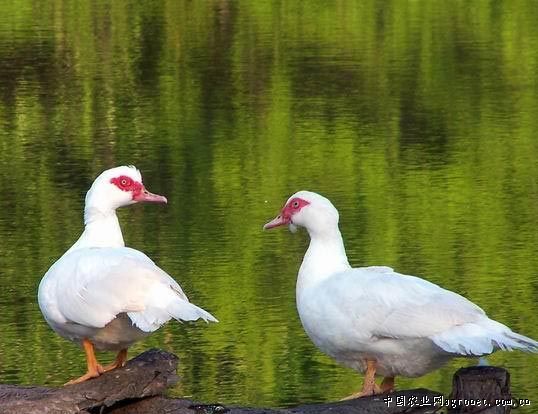 供应山林野放番鸭土鸡