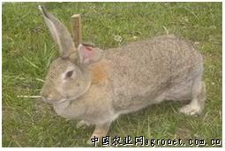 供应活肉兔商品兔