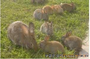 供应大型比利时野兔原种后代