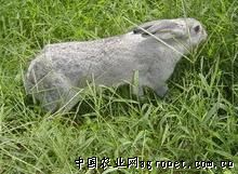 供应青紫兰兔种兔