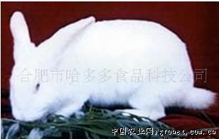 供应新西兰白兔