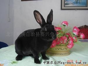 供应限量黑獭兔