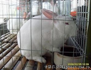 供应纯种优质四川白獭兔