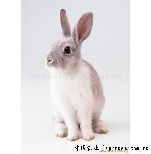 供应优质獭兔（天青色）