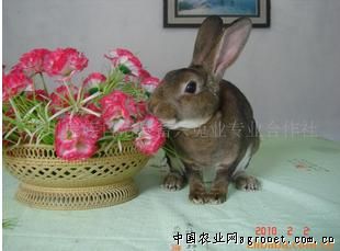 供应獭兔（海狸色）